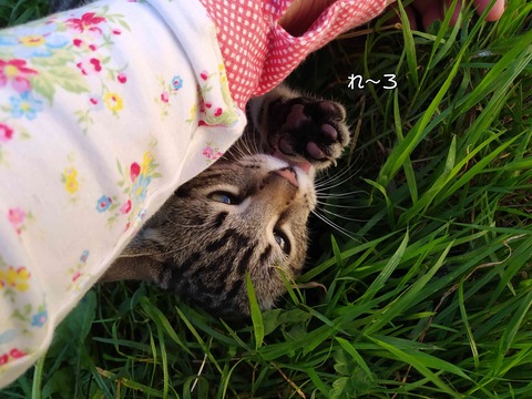 アメショー 4