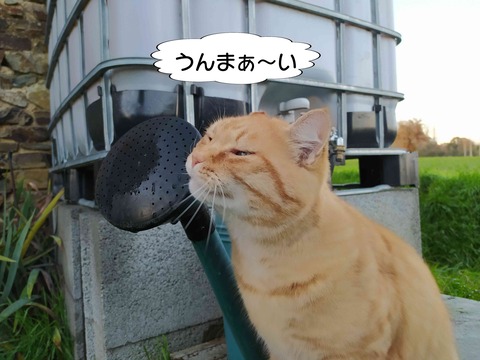 ジョウロが大きい 3