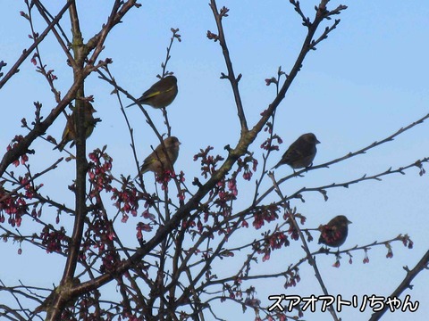 庭の桜　3