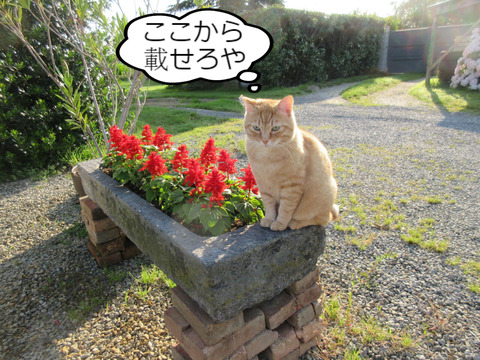 BlogPaint