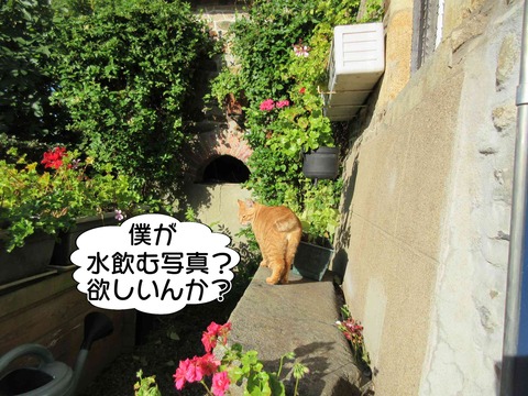 水飲み 6