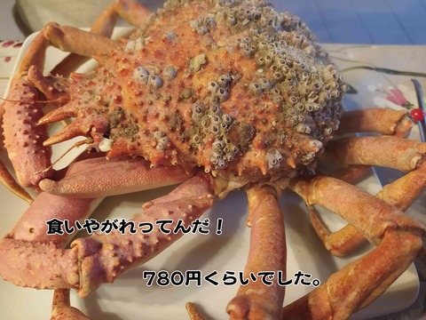 マトウダイ 13