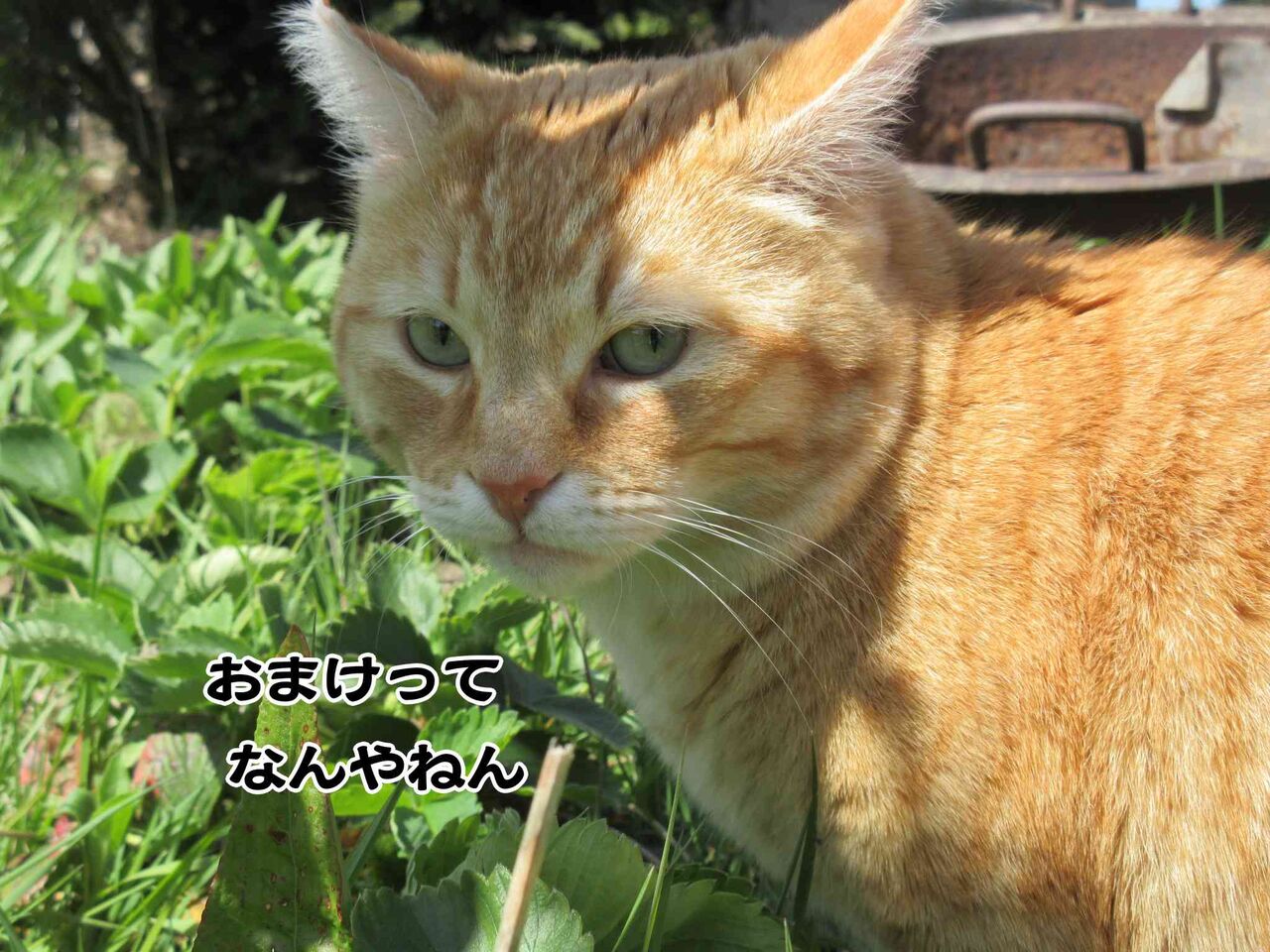 警察への襲撃事件 軽すぎる刑罰 ソワレが要らないフランス暮らし 警察への襲撃事件 軽すぎる刑罰 ソワレが要らないフランス暮らし