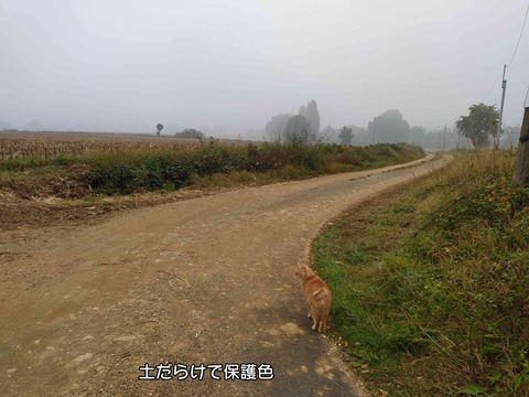 保護色 1
