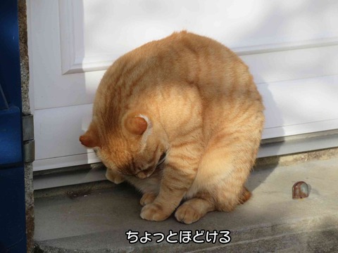 ダンゴムシ 2