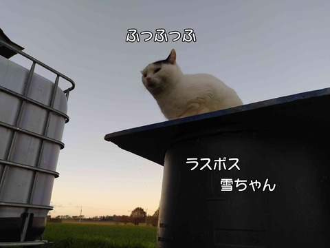 雨 6