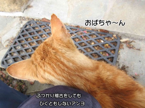 茶トラ 1