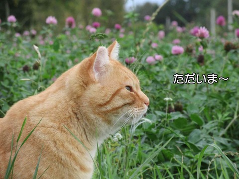 アリゴ 2