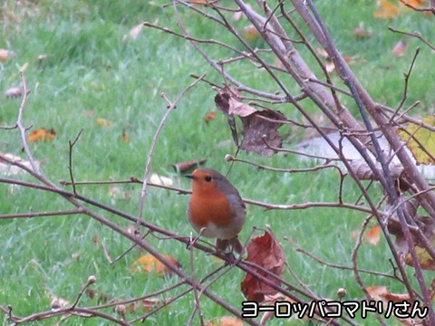 秋 3