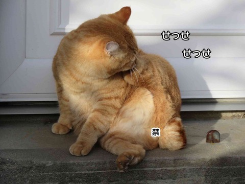 ダンゴムシ 6