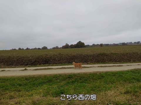 秋 2