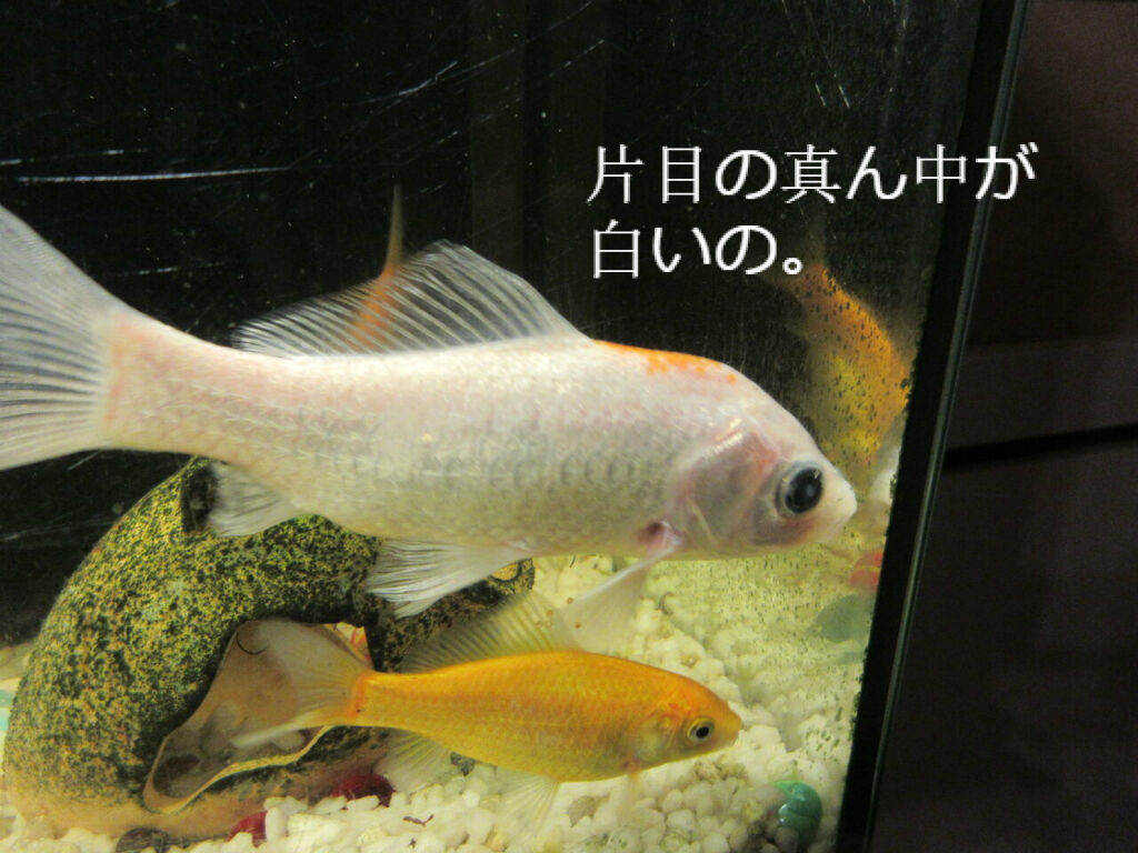 雑記 笑えるって幸せ ソワレが要らないフランス暮らし 雑記 笑えるって幸せ ソワレが要らないフランス暮らし