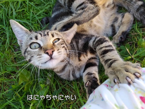 アメショー 7