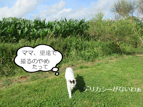 BlogPaint