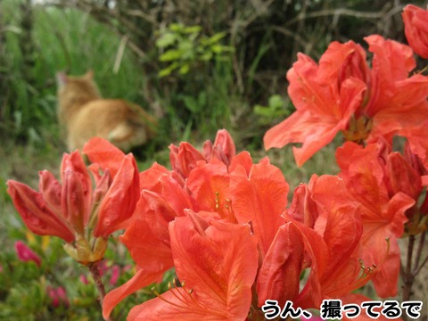 茶ト君と蓮華ツツジ　6