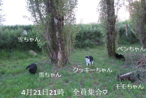BlogPaint