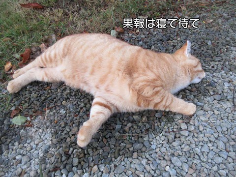 泥棒 7