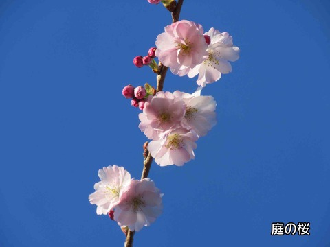 庭の桜　1
