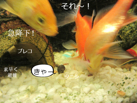 BlogPaint