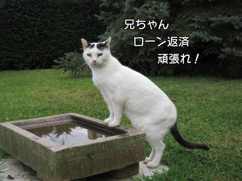 息子の家 3