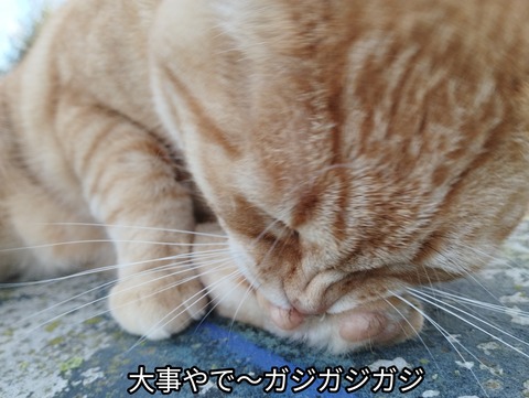 IMG_20241028_162743