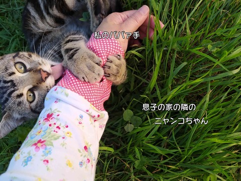 アメショー 1