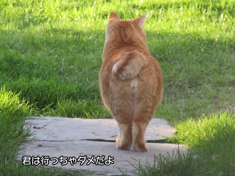 どこへ行く 4