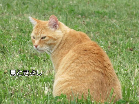 捕獲 1