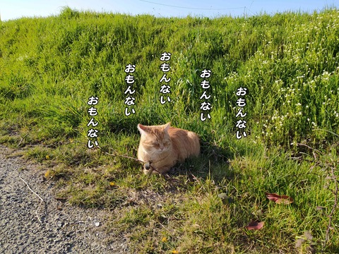 シマヤンを探せ 11