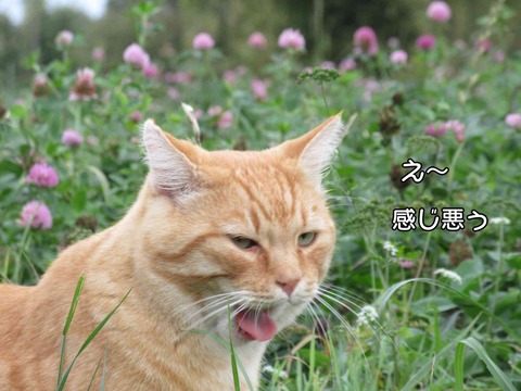 アリゴ 3
