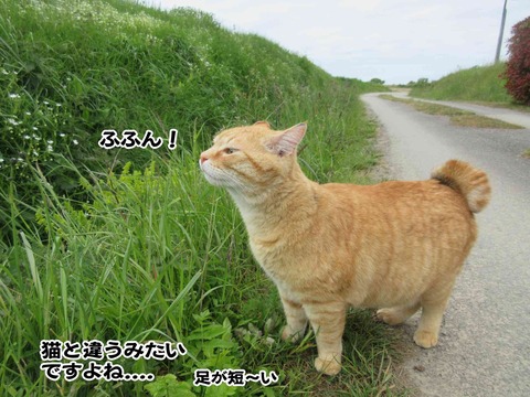 花と茶トラ 7