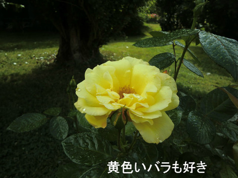 BlogPaint