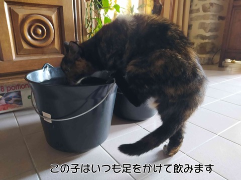 モモコちゃん 2