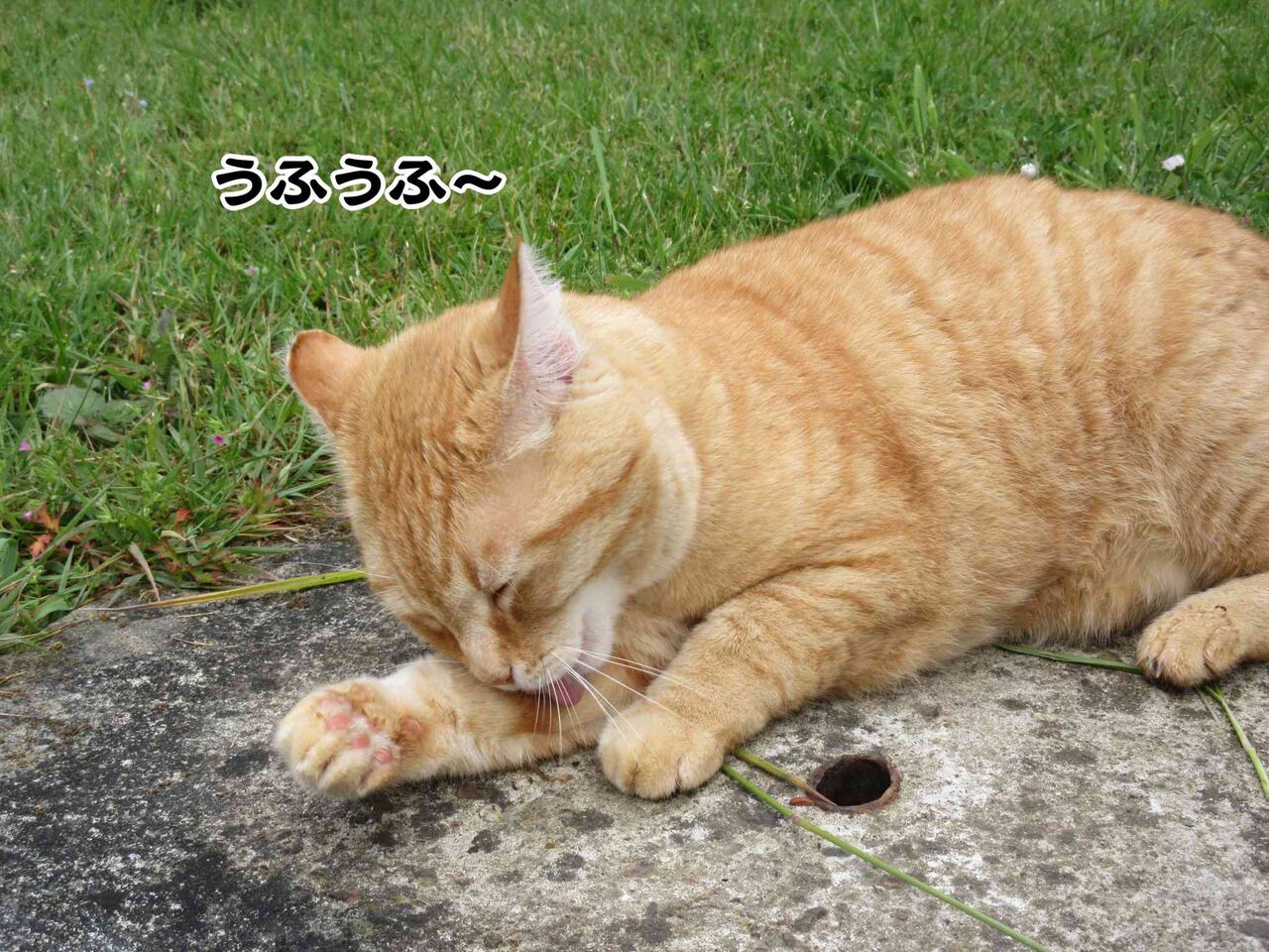 神のご加護があります様に ソワレが要らないフランス暮らし