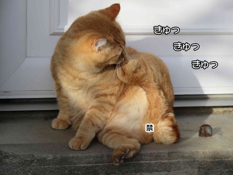 ダンゴムシ 7