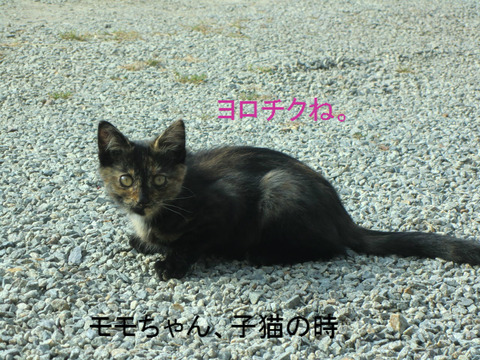 BlogPaint