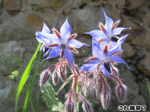 花と茶トラ 3