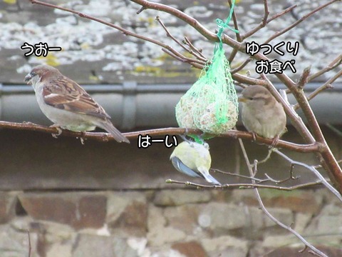 アオガラスズメ 8