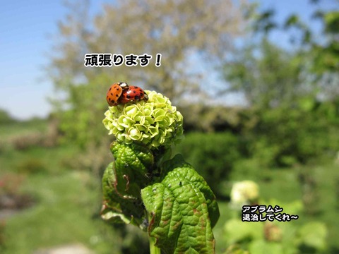5周年 9