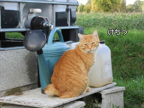 かわって 2