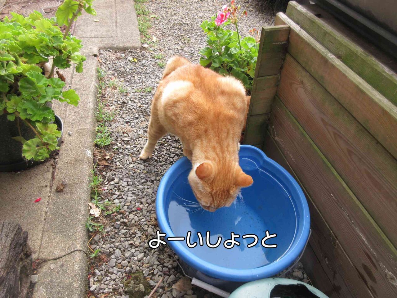 サイクリストがスズメバチに刺されて入院 ソワレが要らないフランス暮らし