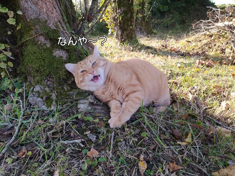 コンテナ 6