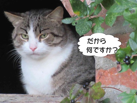 チンピラ 10