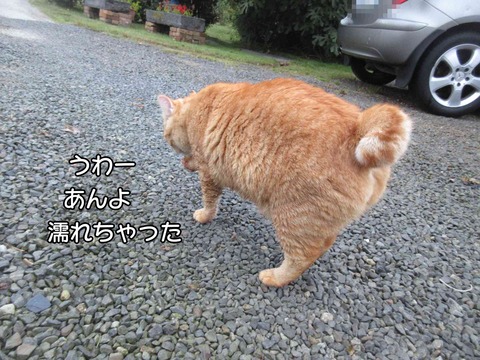 息子の家 4