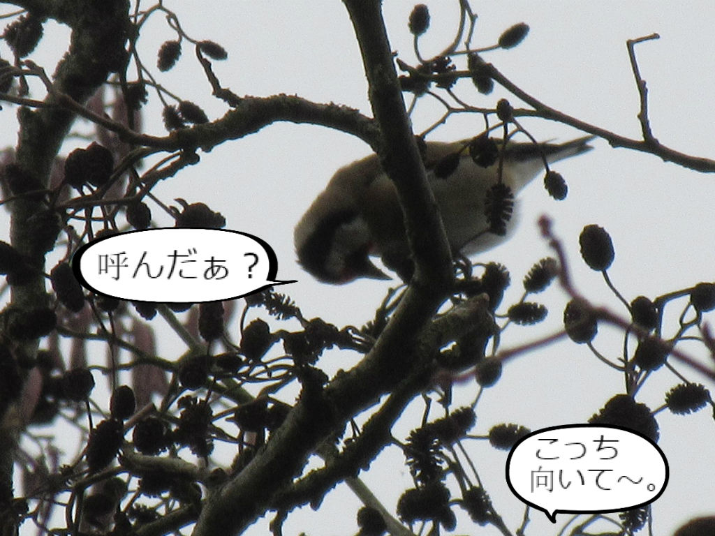 五色鶸