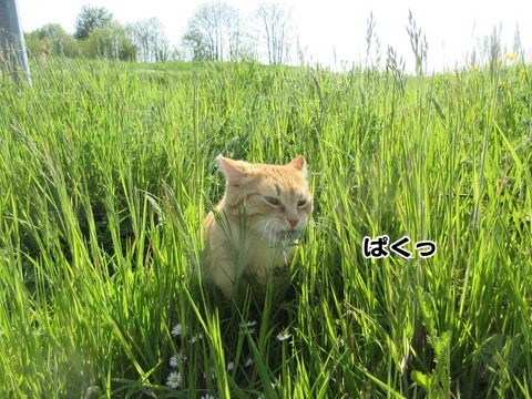 びょーん 2