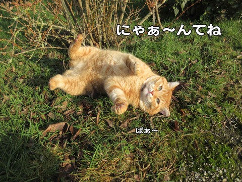 行き倒れ 7