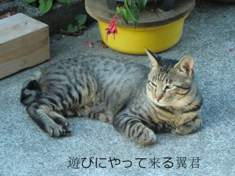 BlogPaint