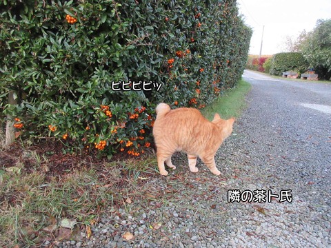 泥棒 6