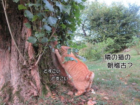 朝稽古 1